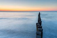 Epi au bord de la mer Baltique
