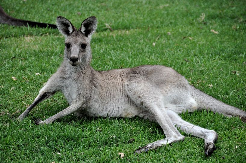 Australia - Newcastle, Kangaroo by Frank Photos