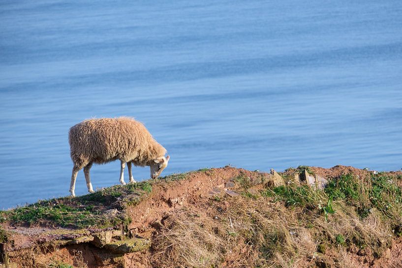 Wollschaf grast auf der Klippe hoch über dem Meer auf der Insel Helgoland, Deutschland, Kopierraum von Maren Winter