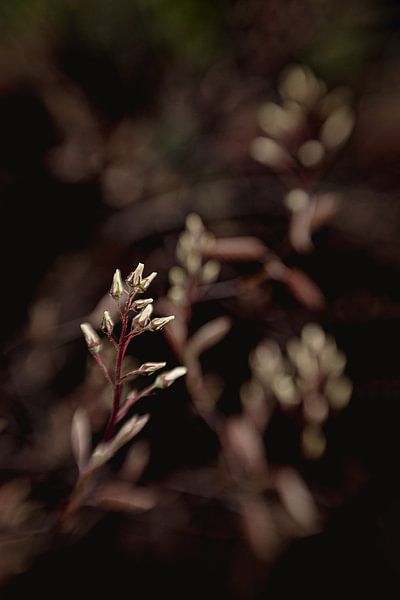 Gloomy Dusk by Hiske Boon