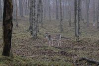 Deer in Amsterdam water supply dunes