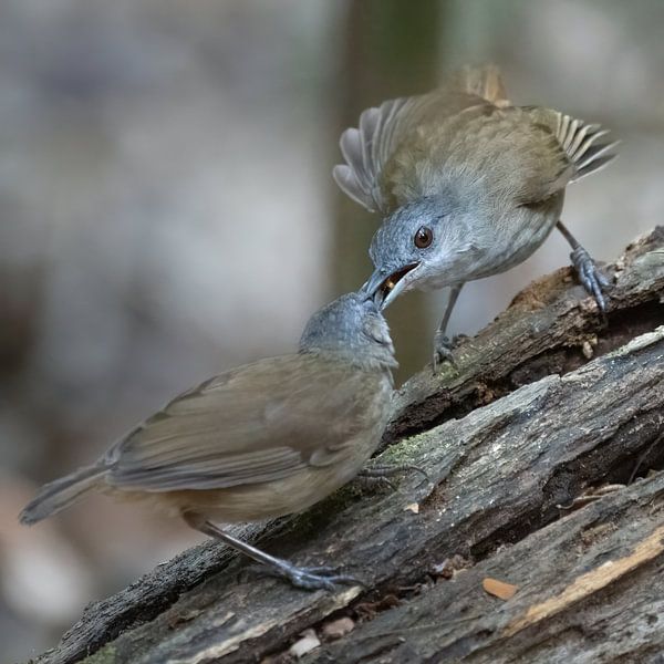Two Horsfields muistimalia fight over food by Anges van der Logt