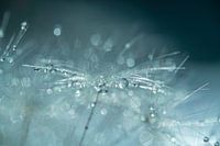 Water drops on Dandelion Fluff in Green and Blue Colours