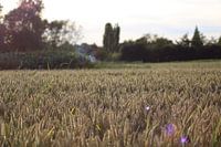 Morgens im Weizenfeld