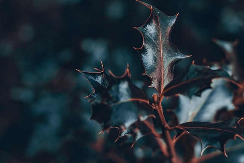 Holly by Tessa in Focus