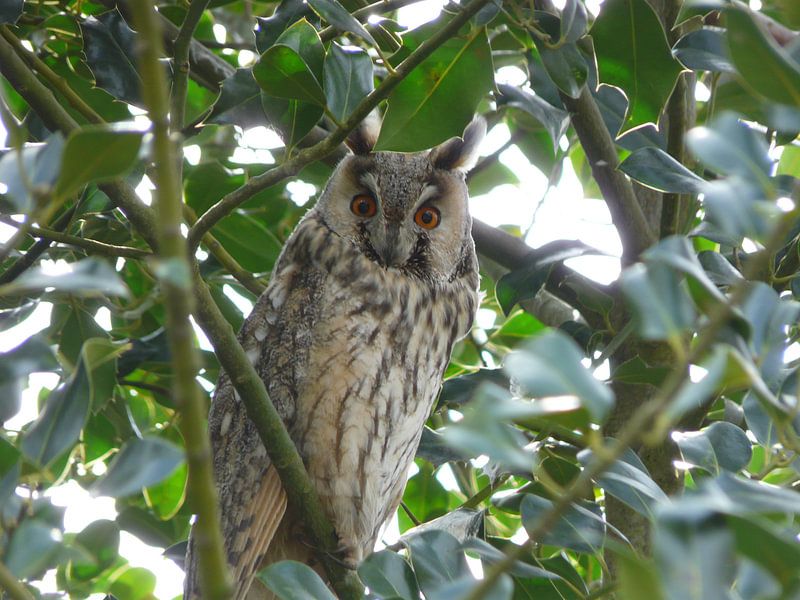 uil  von Cassandra Benedick