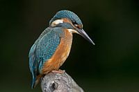 Eisvogel