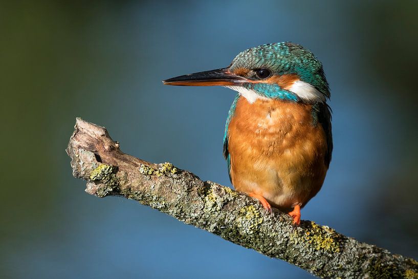 Birds | Kingfisher portrait of the kingfisher woman by Servan Ott