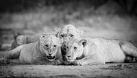 Löwin mit Junge in Schwarz & Weiß