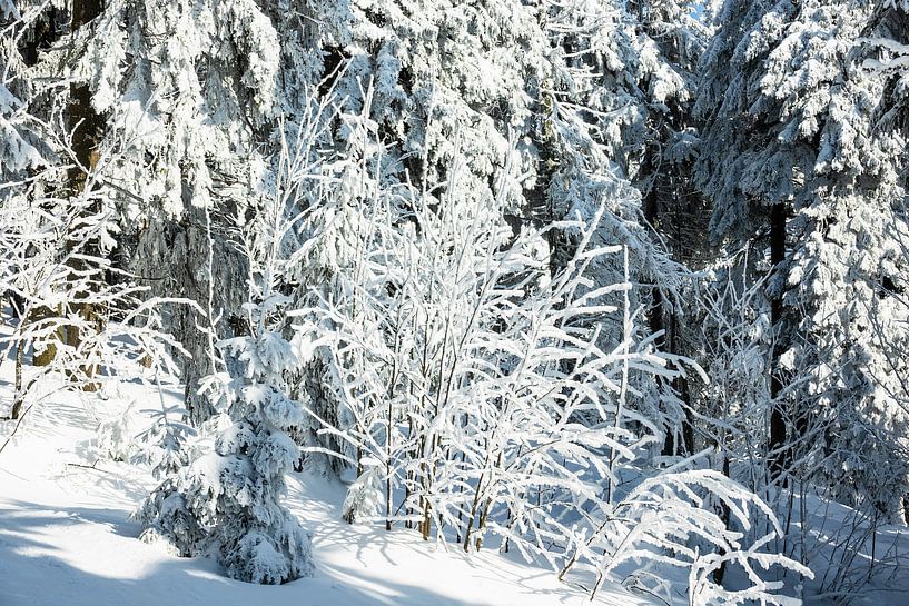 Winter im Riesengebirge bei Janske Lazne, Tschechien par Rico Ködder
