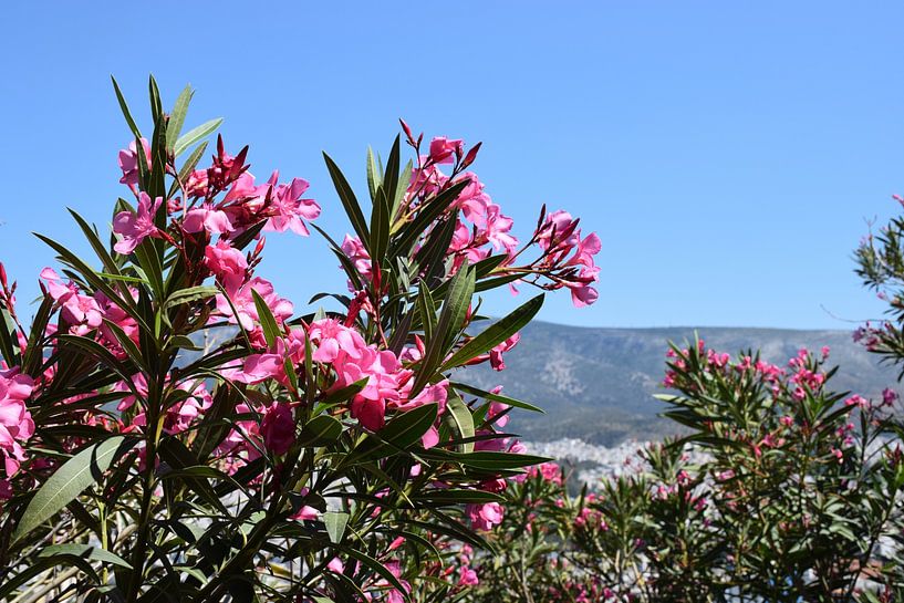 Oleander at high altitude by Ingrid de Vos - Boom