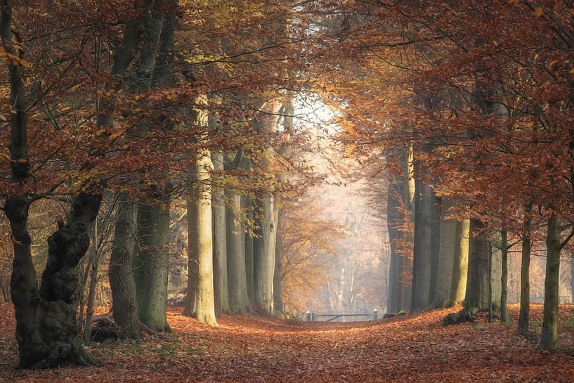 Orange autumn by Roelie Steinmann