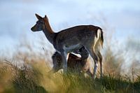 Hertenkalfje en moeder