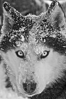 'Romantico' zwart-wit