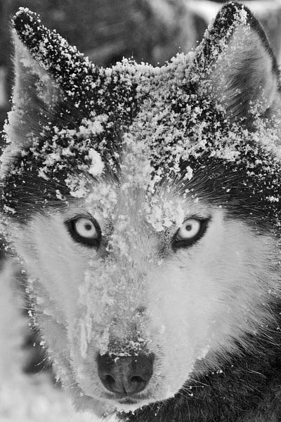 'Romantico' zwart-wit von Brenda Gonzalez