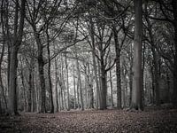 Empty forest creates red carpet and shows the way home in Autumn