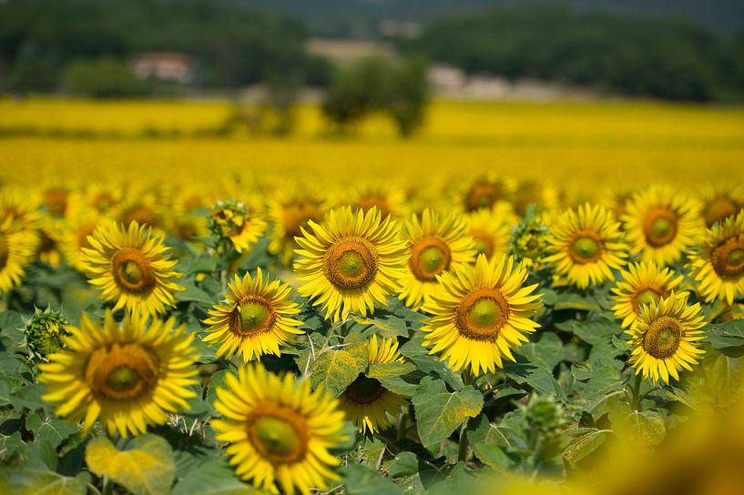 Zonnebloemen in Toscane by Ruud van der Lubben