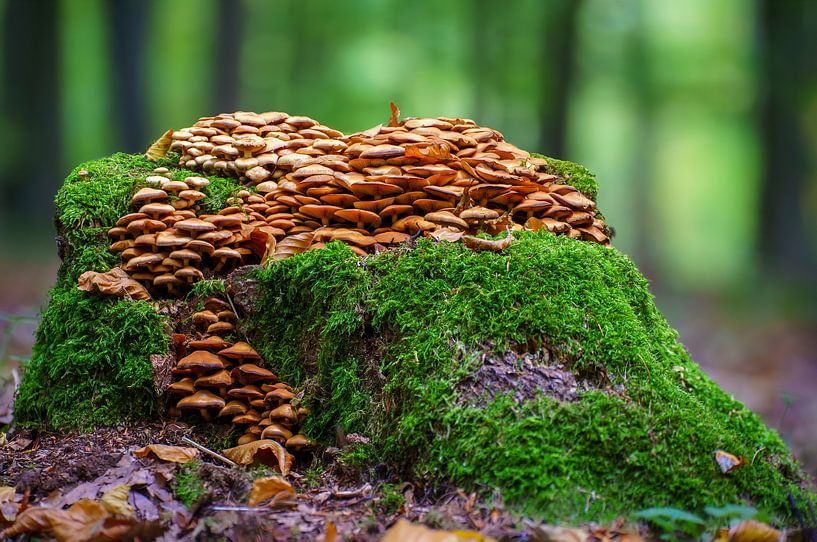 Pilze wachsen auf einem bemoosten Baumstamm in einem Laubwald im Herbst von Mario Plechaty Photography