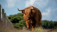 Schottischer Highlander in der Hilversumer Heide