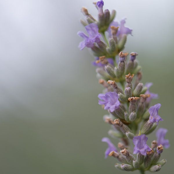 Lavendula in de Ardeche by Marjolein Hermans