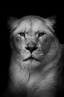 Le regard d'une lionne