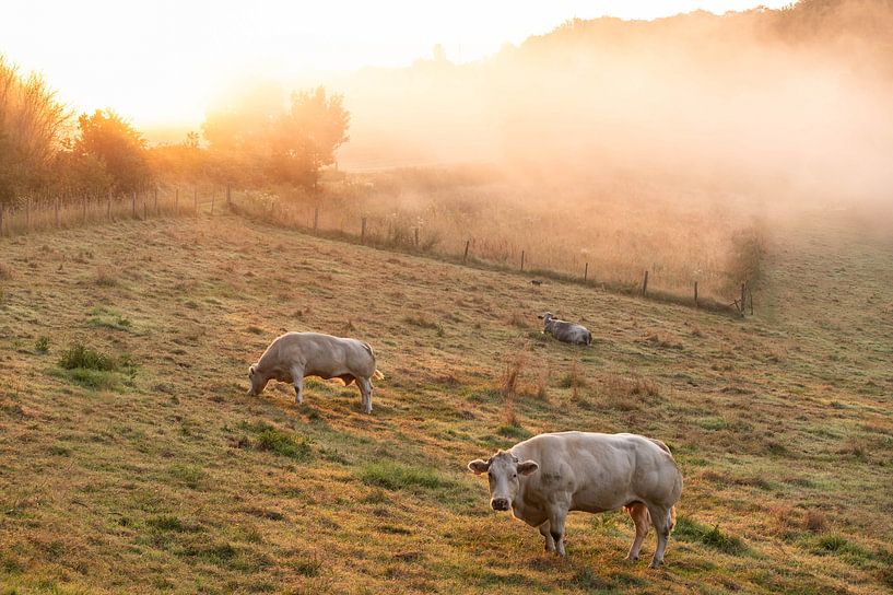 Sonnenaufgang in Ronse von Nicola Mathu