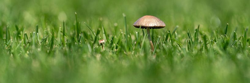 Panorama de champignon par Uwe Ulrich Grün
