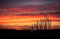 Sonnenaufgang in De Peel