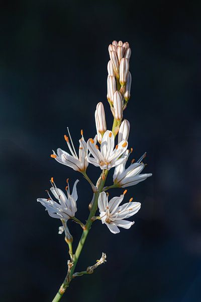 Weiße Wildblume vor dunklem Hintergrund von Enfocado Fotografia
