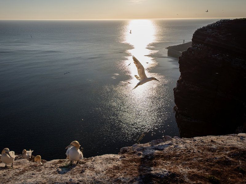 Basstölpel mit untergehender Sonne von Johannes Jongsma