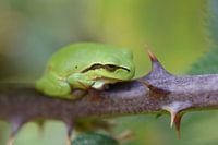 Laubfrosch (Hyla arborea)