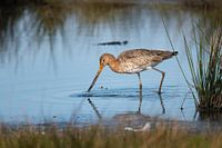 Barge à queue noire en quête de nourriture à Spaarndam