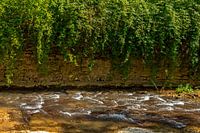 Mountain river in park.