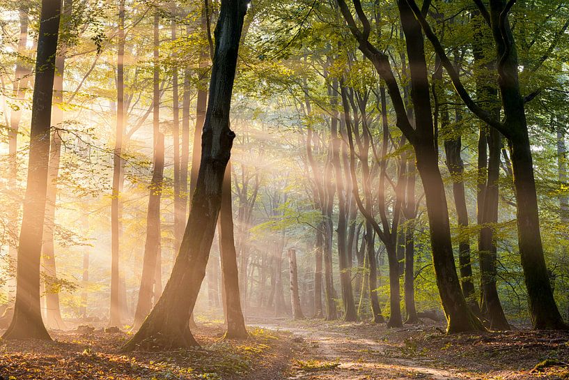 Sonnenstrahlen im Speulder Wald von Jenco van Zalk