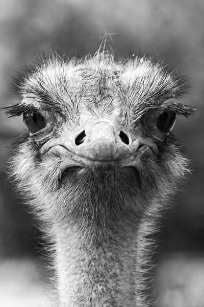 Afrikanischer Strauß von Robert Loomans