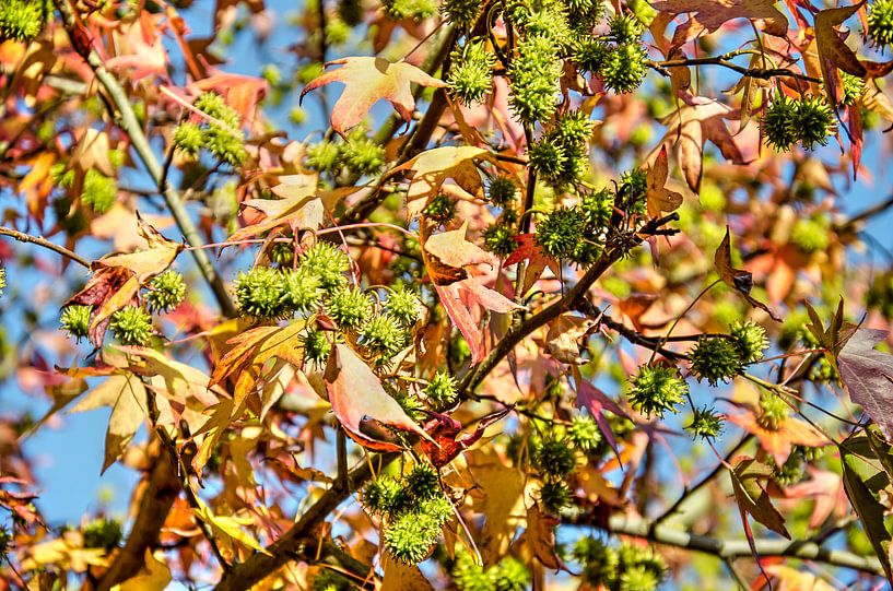 Sweet gum and blue sky by Frans Blok - photos, art and other wall decoration