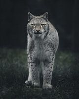 Curious lynx