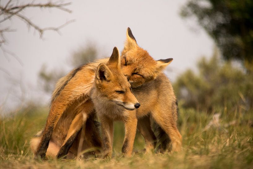 Moeder liefde. par Robert Moeliker