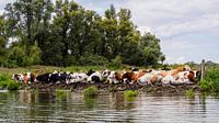 Cows along the water in the Biesbosch.