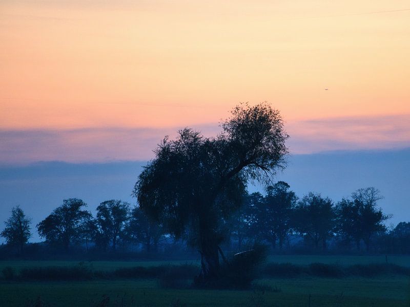 Tree in a meadow in the fog at sunrise by Martin Köbsch