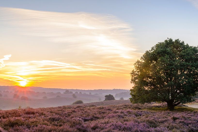Le lever de soleil au-dessus de Heather de floraison met en place dans les collines par Sjoerd van der Wal Photographie