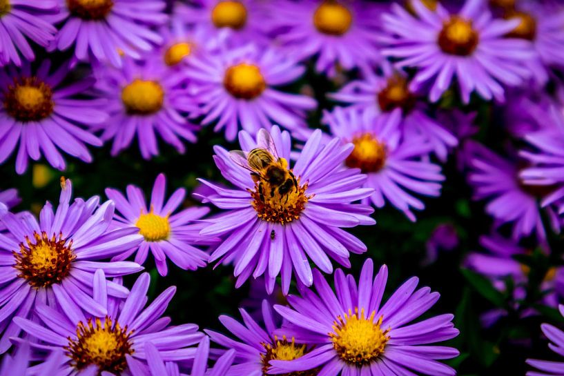 Wunderschöne Blütenpracht im heimischen Garten von Oliver Hlavaty