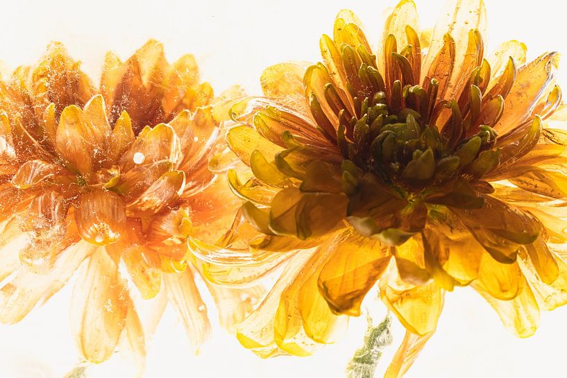 Chrysanthème orange en glace 3 par Marc Heiligenstein