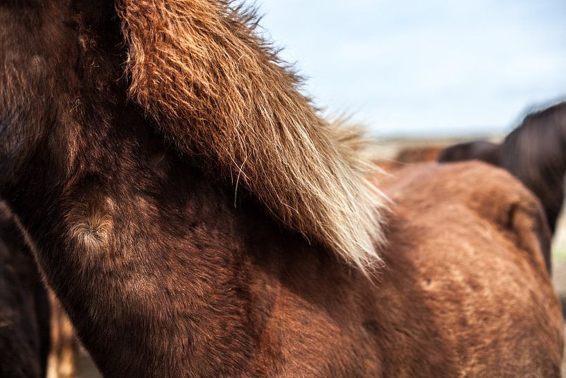 Icelandic horse by W Machiels