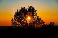 Sonnenuntergang hinter einem Baum