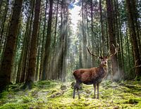 Deer standing in the forest in the morning
