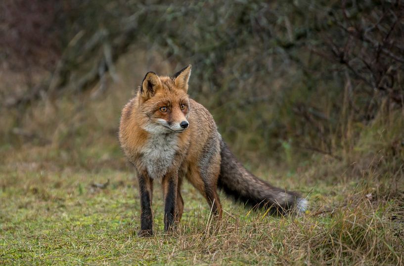 Support de renard par Harry Punter