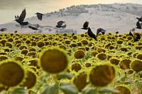 Un décor à la Van Gogh en Roumanie