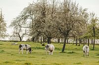 Grazing cows in a meadow full of old blossom trees