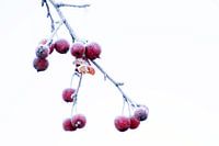 Rote Beeren mit reifen